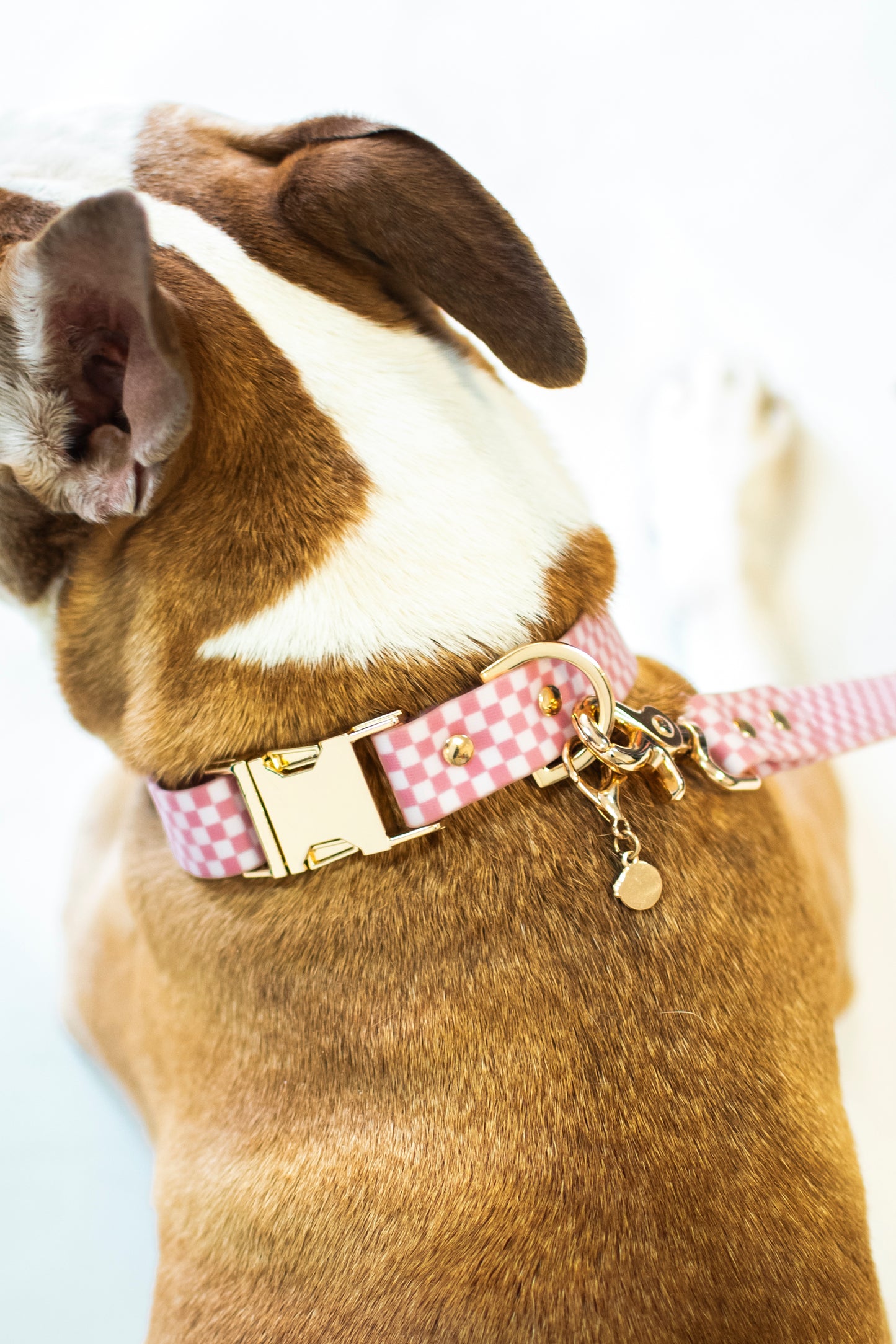 "The Sandy" Collar
