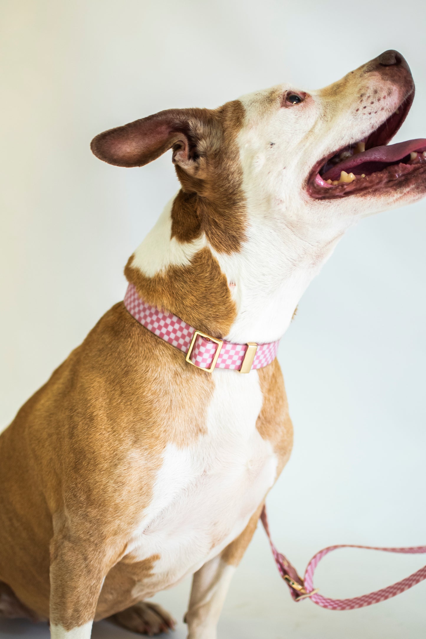 "The Sandy" Collar